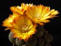 Thumbnail of 1409_Lobivia famatimensis_20130505(1).JPG